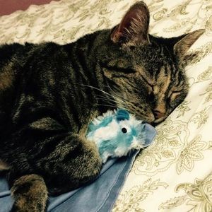 Meet your Posher, Holly